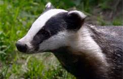 badger