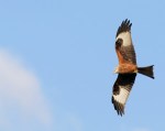red-kite-flight