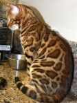 bengal-cat