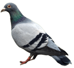 pigeon_png3426
